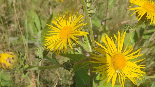 Fermeture d'été