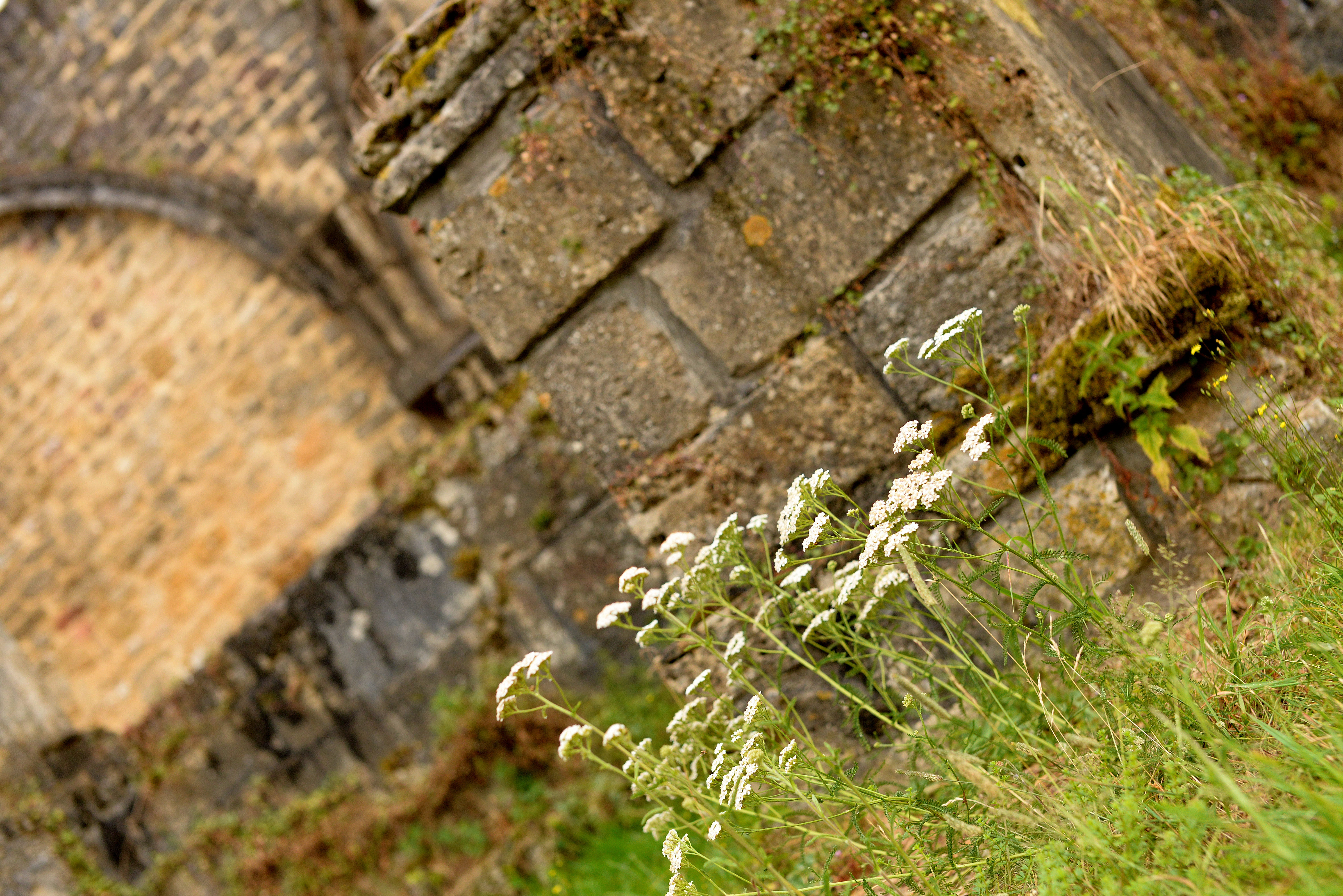École des plantes Flores Aurei