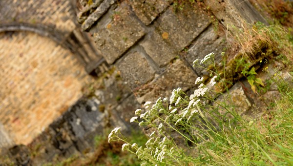 Initiation à la botanique