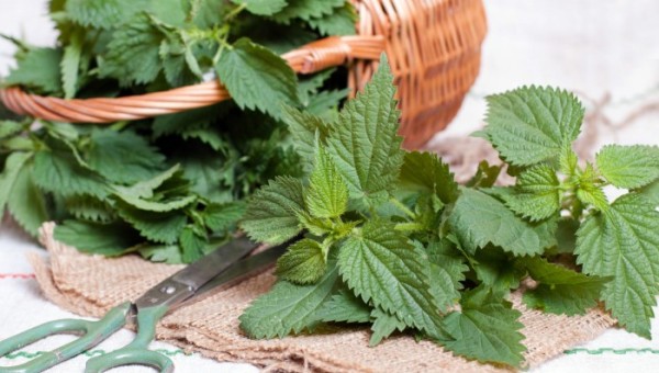 L'Ortie, celle qui pique avant de soigner