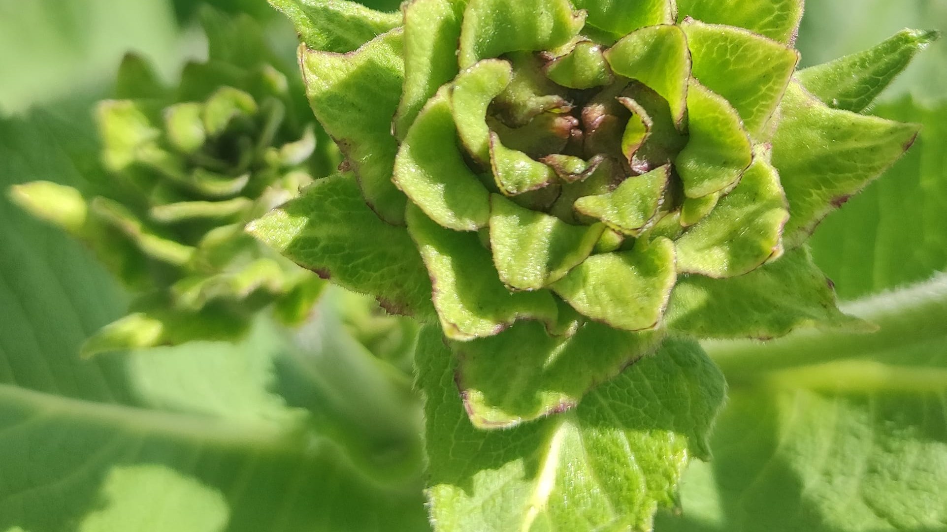 Les Daemons et les Plantes — Quand l'âme prend racine