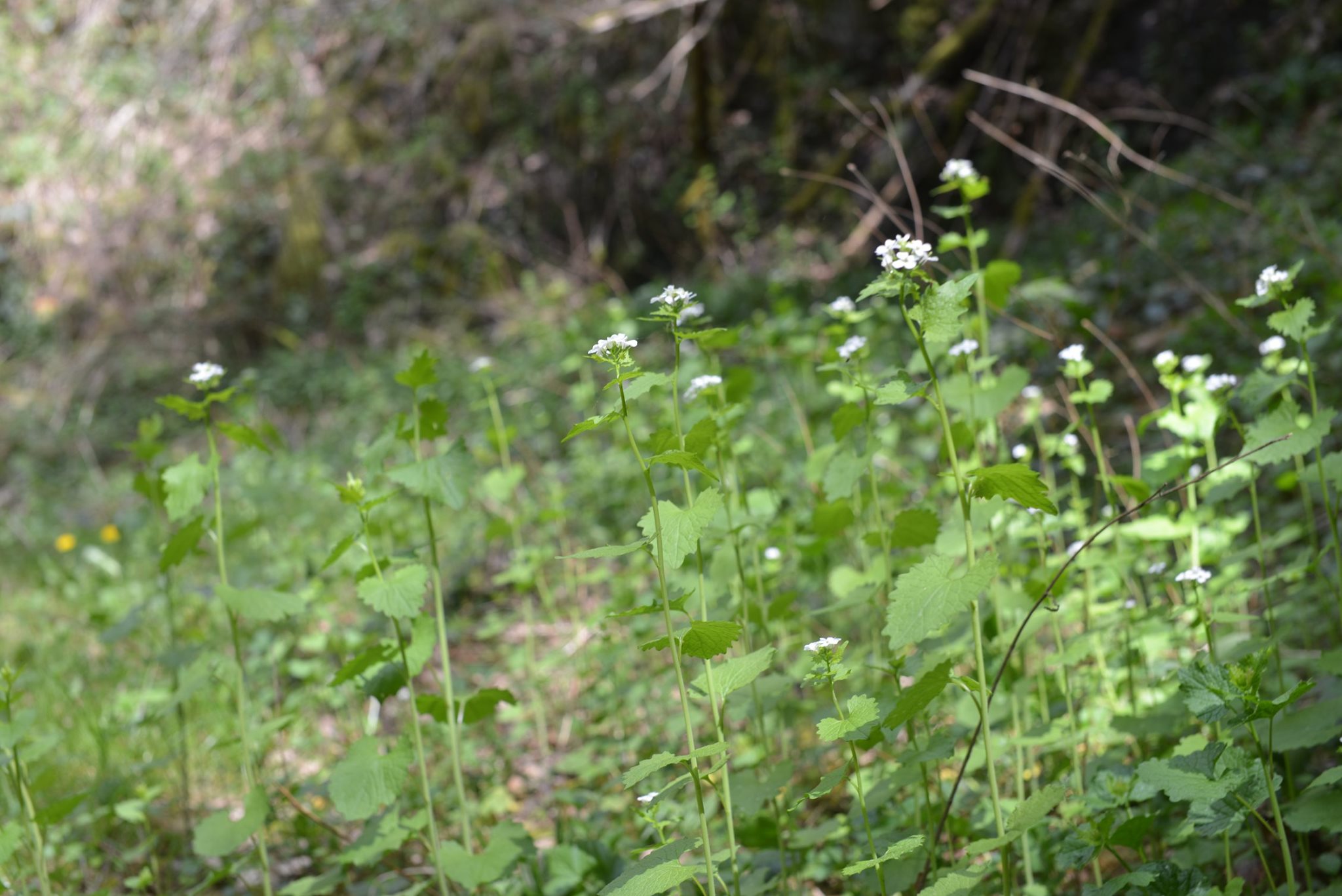 L'Alliaire, celle qui pousse à la lisière