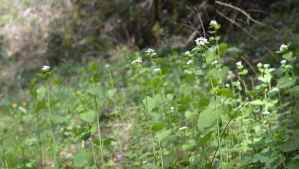 L'Alliaire, celle qui pousse à la lisière