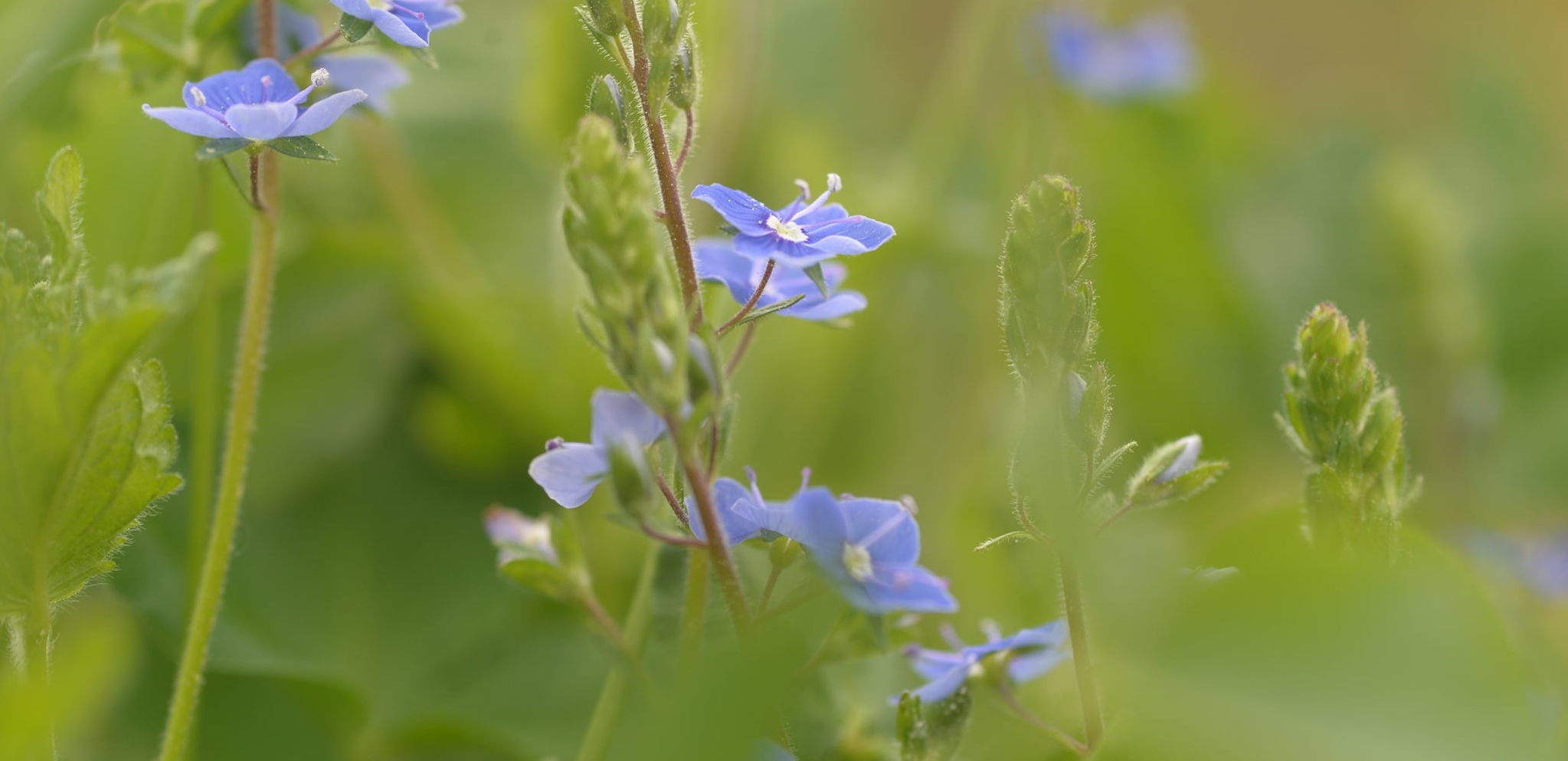 La Véronique, le bleu des chemins