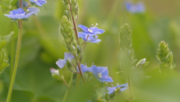 La Véronique, le bleu des chemins