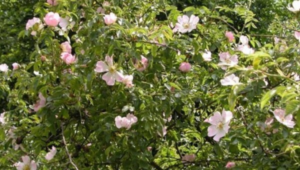 Cinq cœurs au bord du chemin
