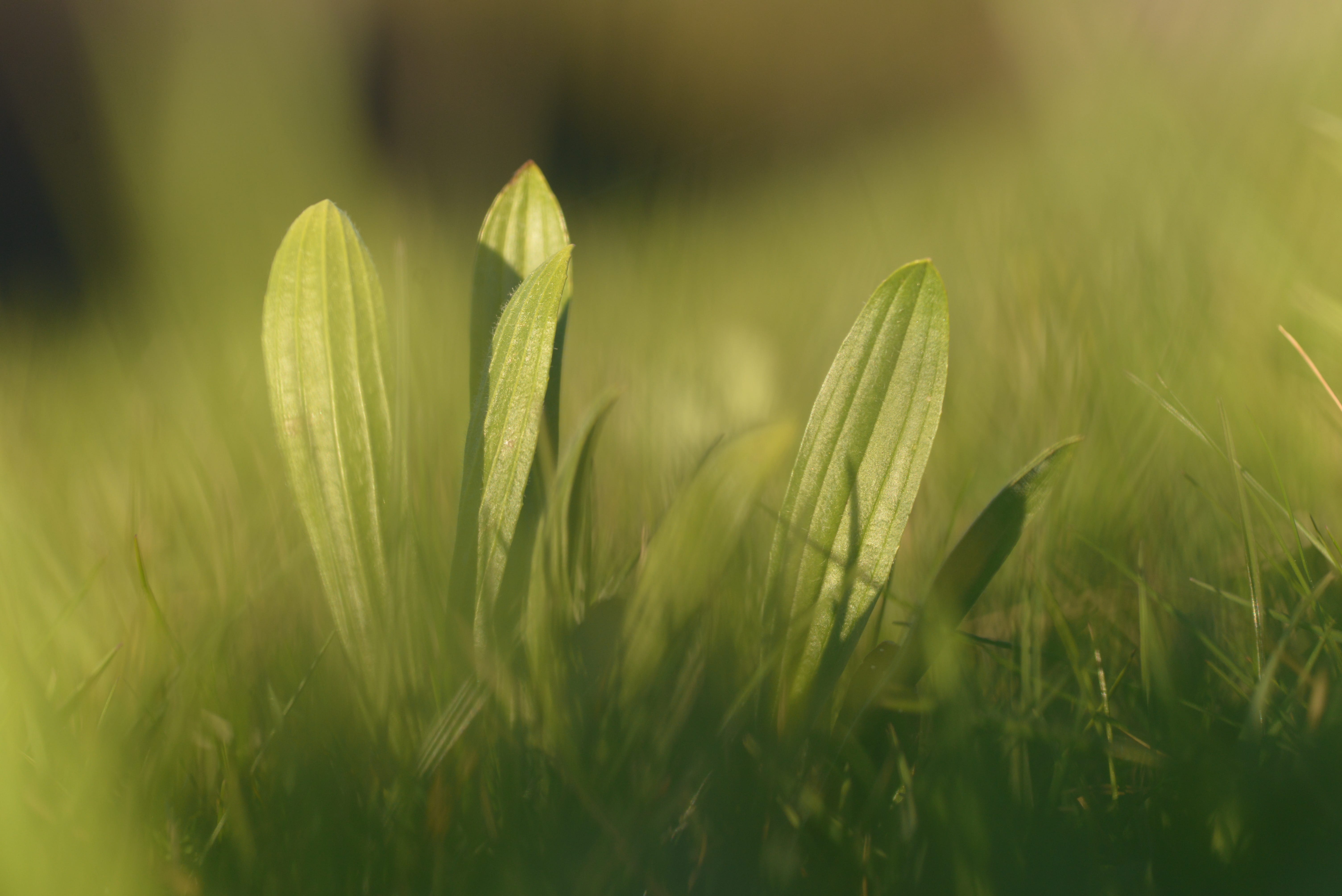 Le secret du vert