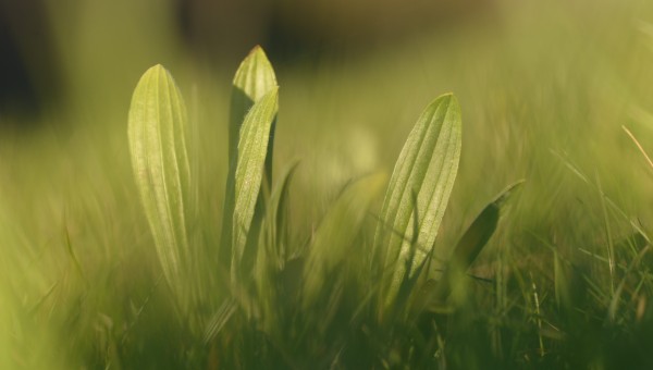 Le secret du vert